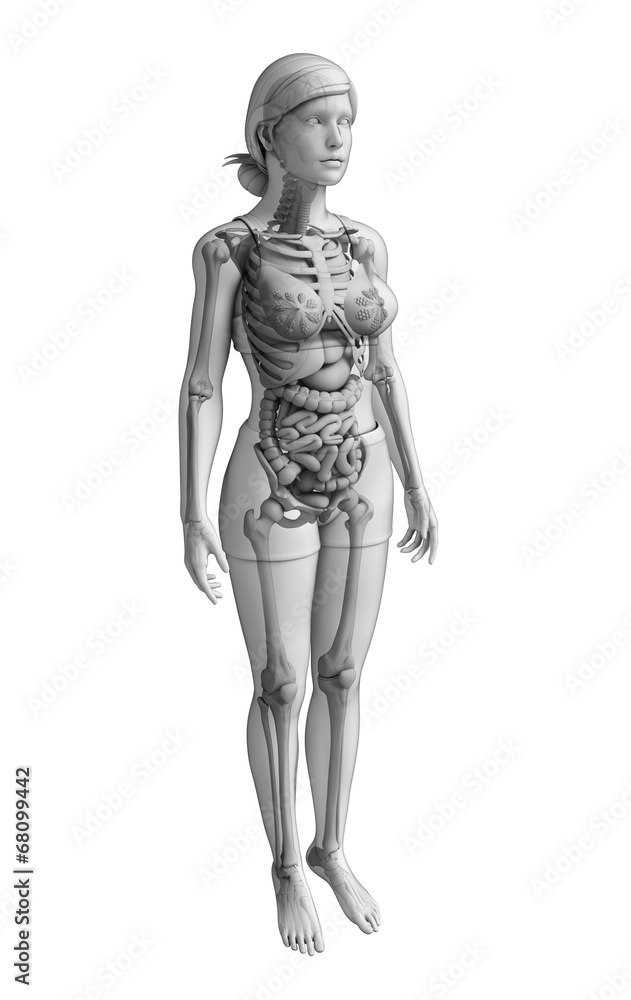 Digestive system of female anatomy Digestive system of female anatomy