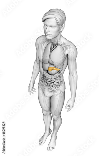 Male pancreas anatomy