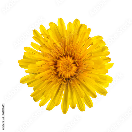 Yellow Dandelion