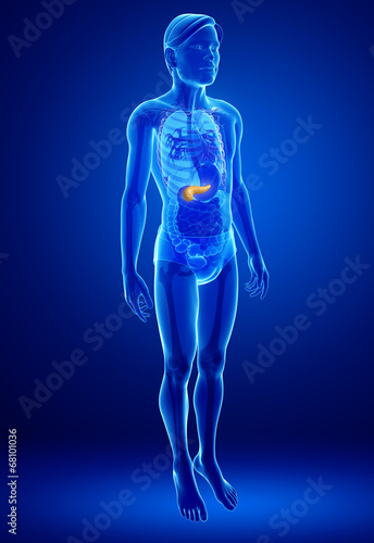 Male pancreas anatomy © pixdesign123