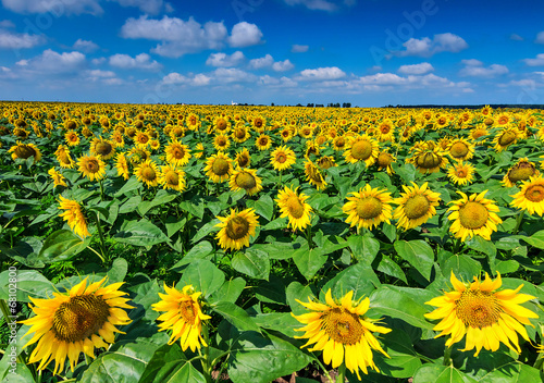 Field of sunflowers and blue sky Buzias Romania Europe