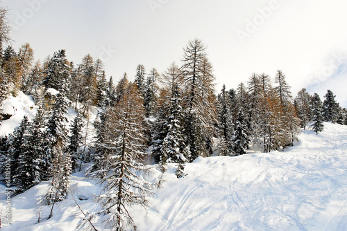 ski run in snow forest on mountain in Dolomites, Italy