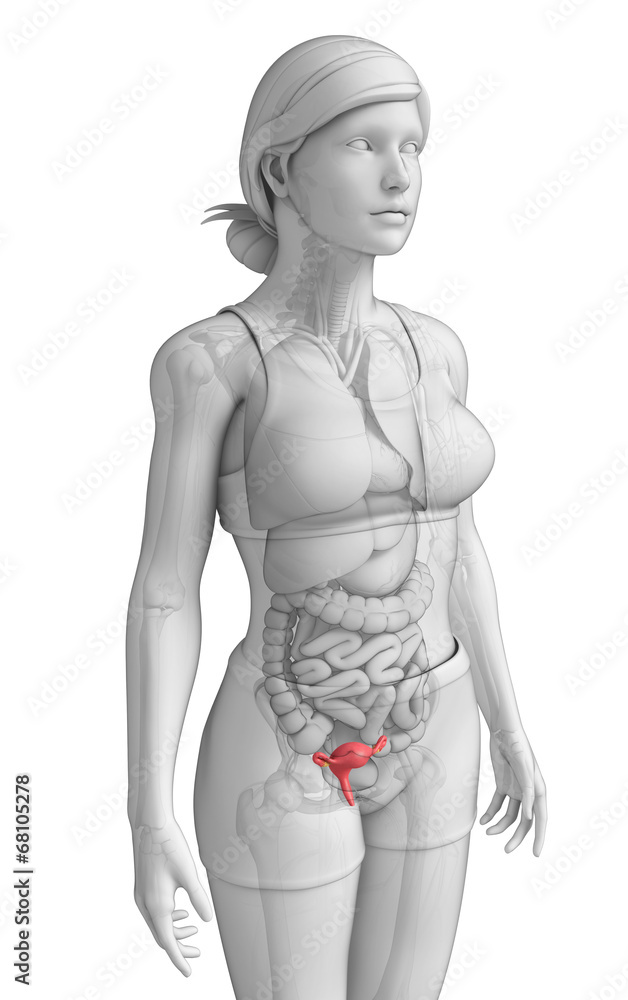 Fototapeta premium Female uterus anatomy