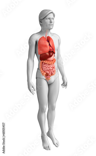 Digestive system of male body © pixdesign123