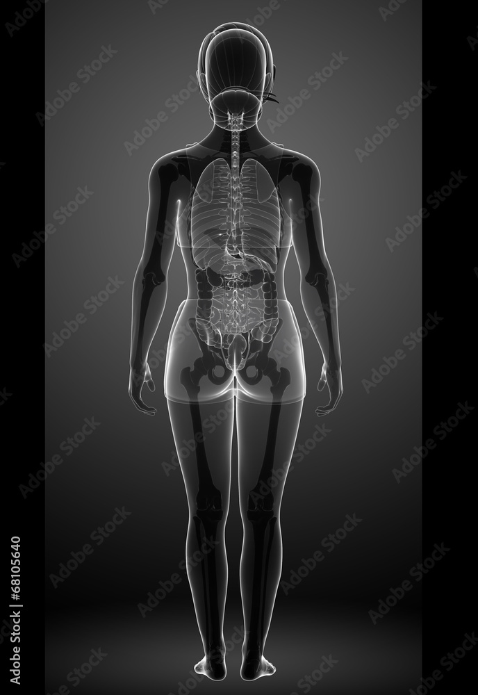 Female xray digestive system Female xray digestive system