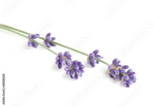 Fototapeta Naklejka Na Ścianę i Meble -  lavender isolated on white