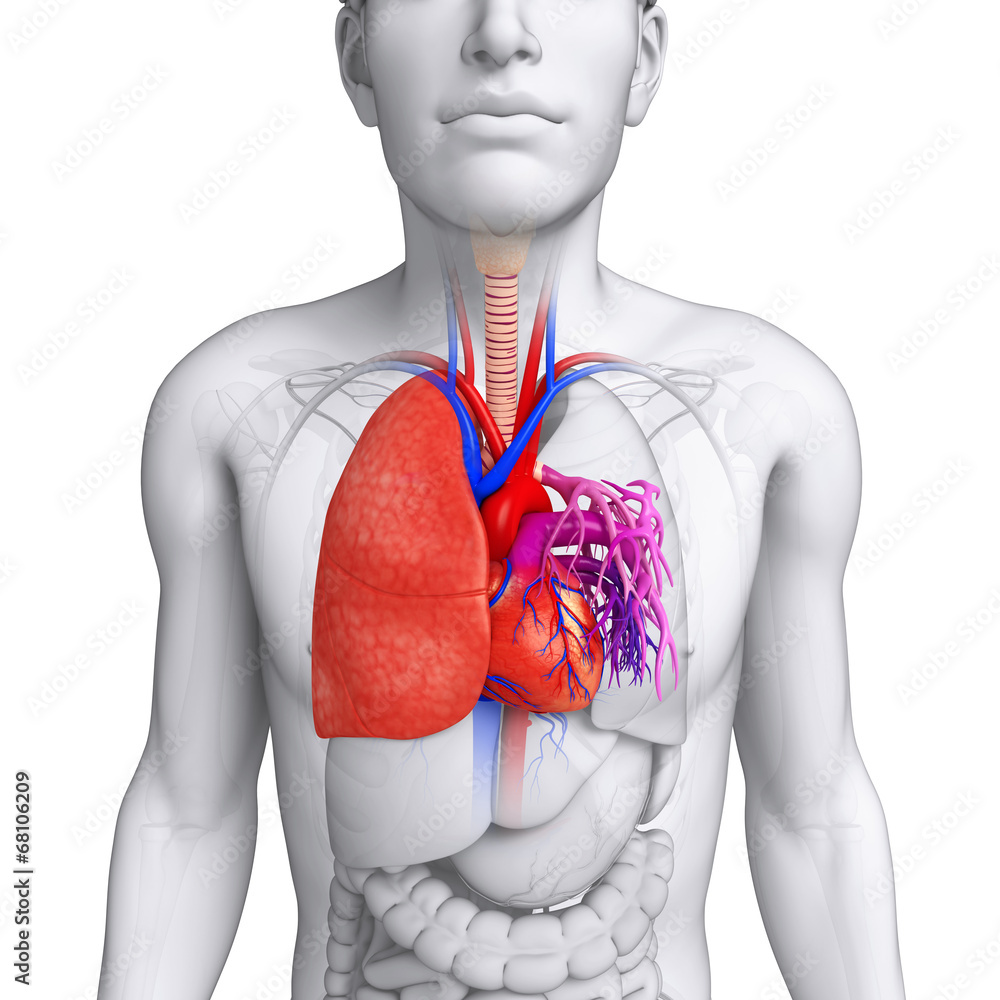 Male lungs anatomy Stock Illustration | Adobe Stock