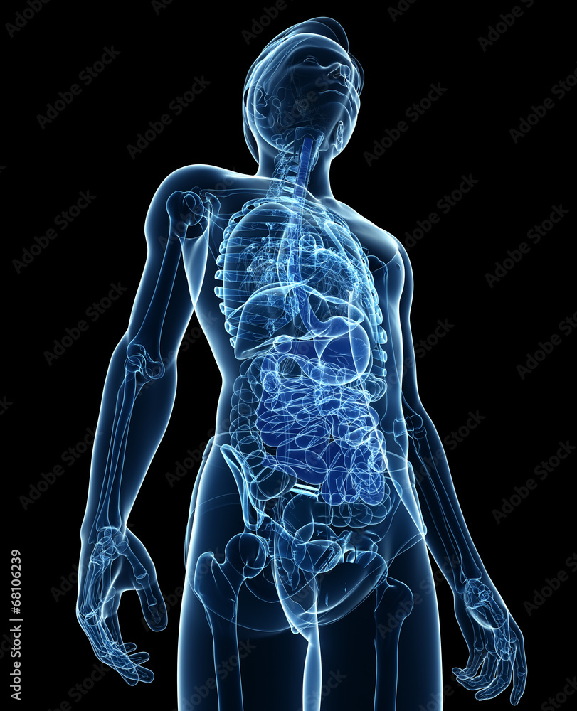 Xray digestive system of male body artwork Xray digestive system of male body artwork