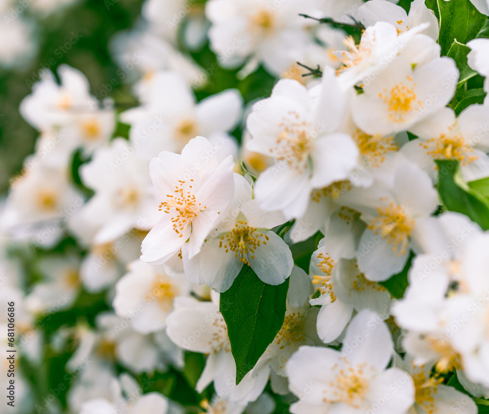 Jasmine flowers