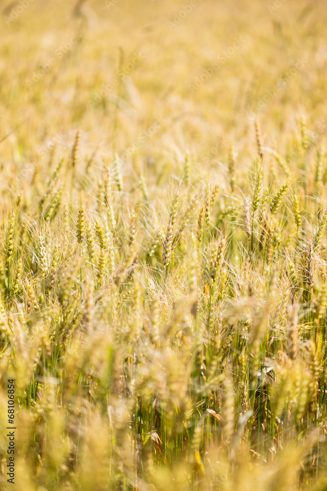 Fototapeta premium Wheat field