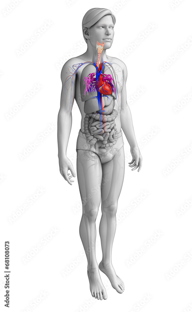 Male heart anatomy