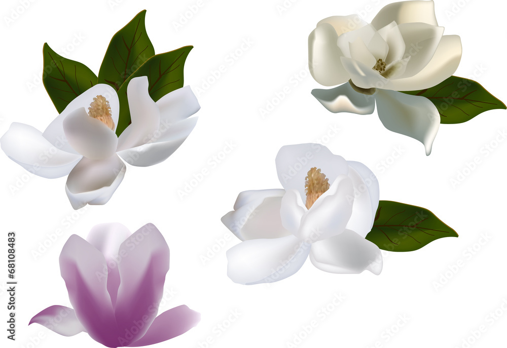 Obraz premium set of magnolia flowers isolated on white background
