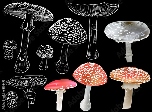 eleven fly agaric mushrooms isolated on black