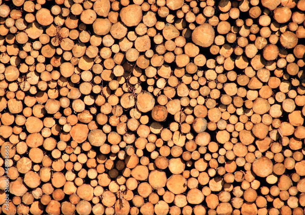 Pile of pinewood timber logs Pile of pinewood timber logs