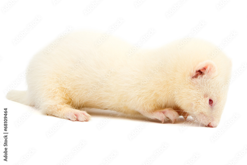Albino ferret Albino ferret