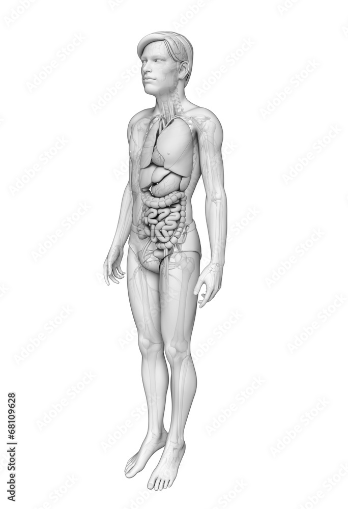 Digestive system of male anatomy