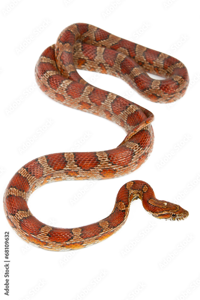 snake snake