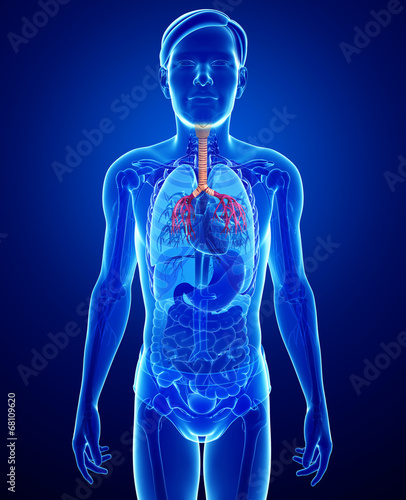 Male throat anatomy