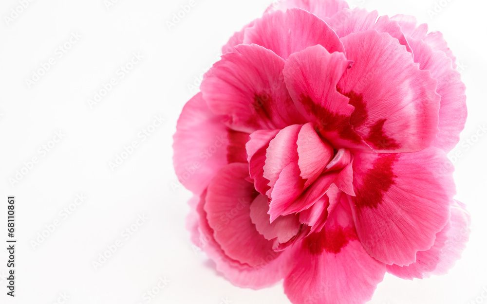 Macro photo of a pink Carnation