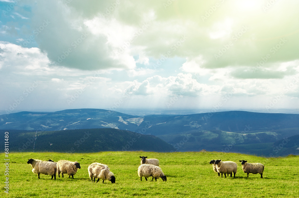 sheep on landscape view sheep on landscape view