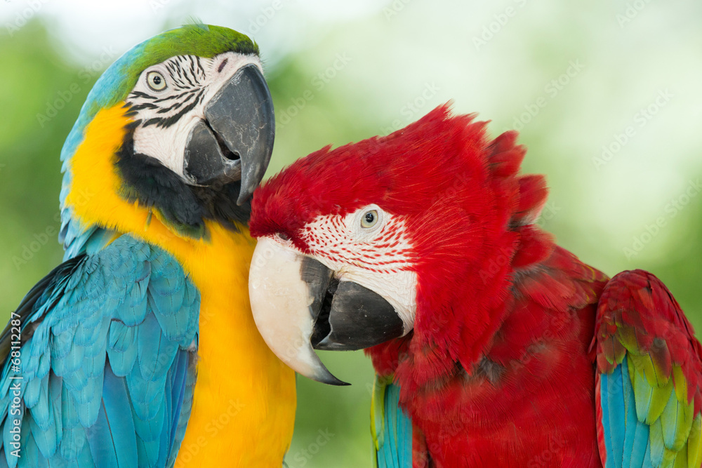 Naklejka premium parrots
