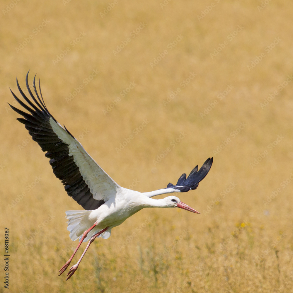 Fototapeta premium A Stork in flight in Suwalki Landscape Park, Poland.
