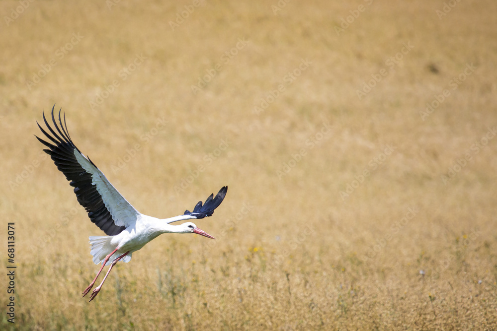 Fototapeta premium A Stork in flight in Suwalki Landscape Park, Poland.