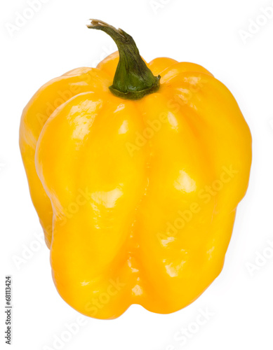 Gelbe scharfe Chili stehend ( Scotch Bonnet ) photo