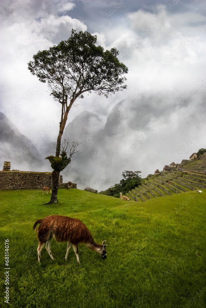 Machu Picchu