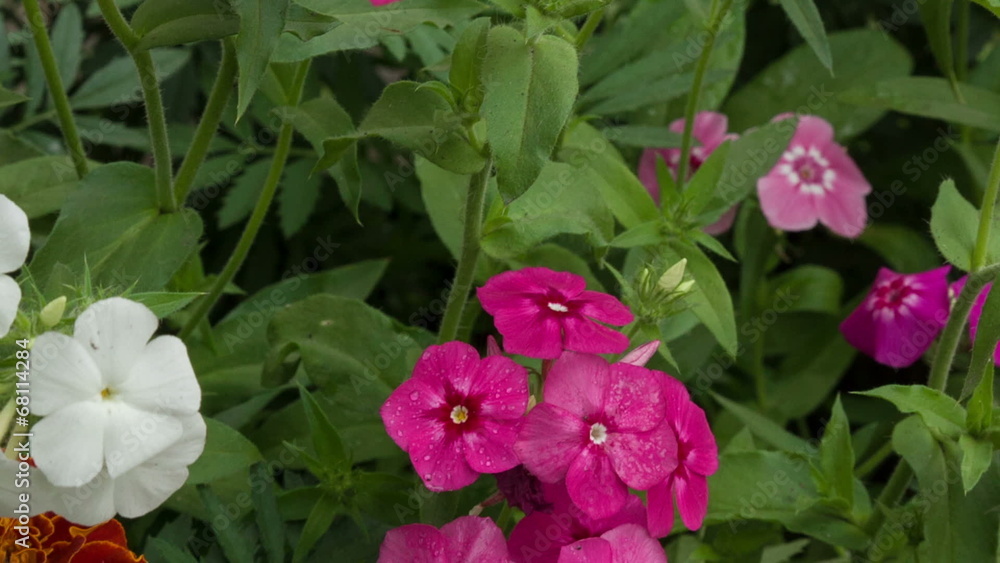 phloxes blossoming in a garden phloxes blossoming in a garden