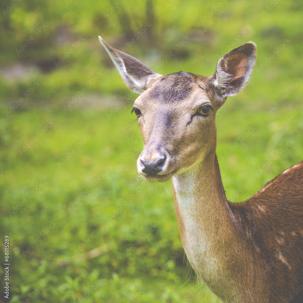 Close-up fallow deer in wild nature