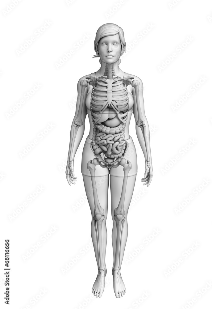 Digestive system of female anatomy Digestive system of female anatomy