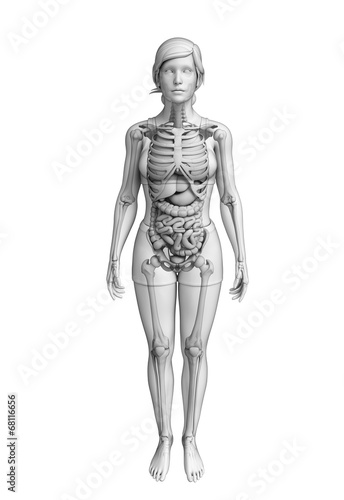Digestive system of female anatomy