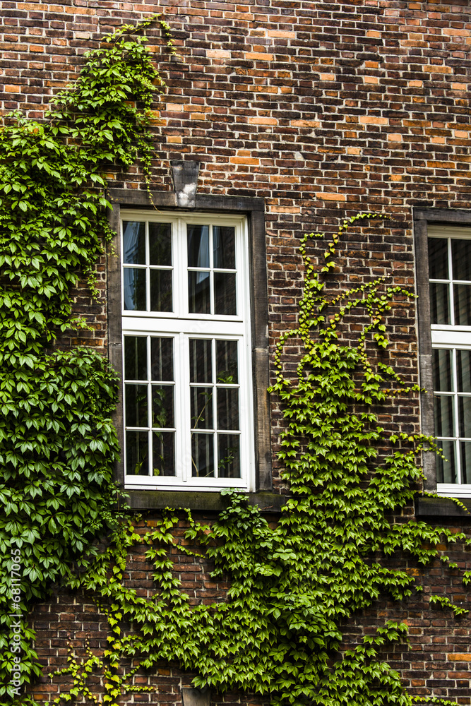 window covered with green ivy window covered with green ivy