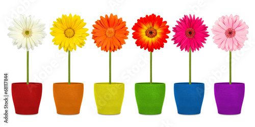 Fototapeta Naklejka Na Ścianę i Meble -  flowers in coloful pots