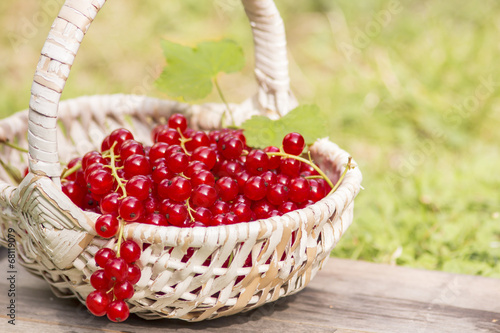 Gartenfrische Johannisbeeren photo