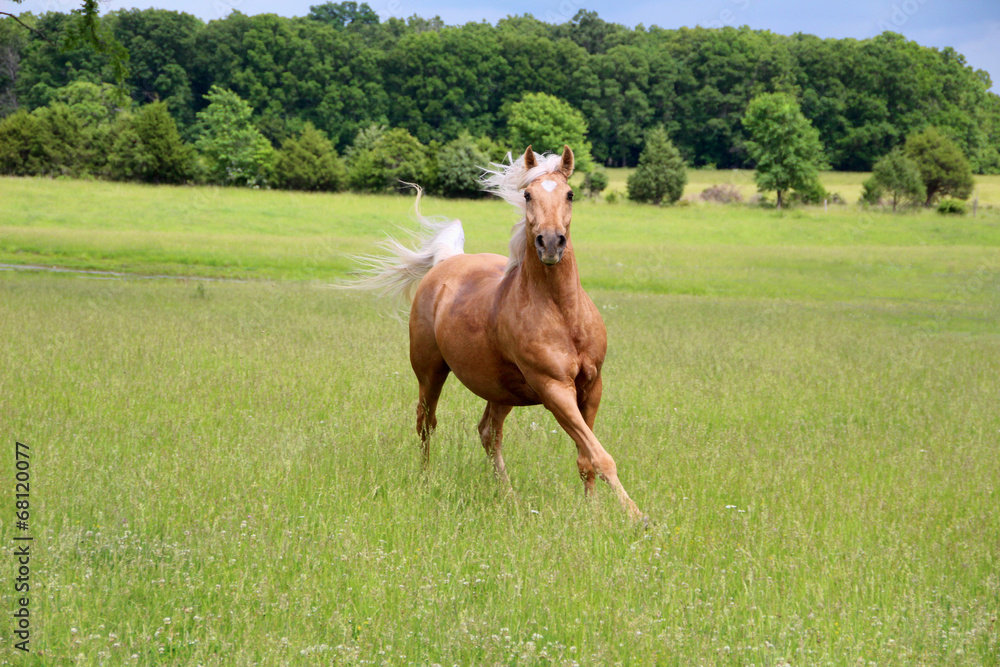 Palomino Horse Running in Summer Pastures Palomino Horse Running in Summer Pastures