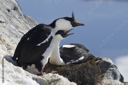 male and female blue-eyed Antarctic shag sitting in a nest on th