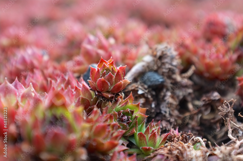 Sempervivum sp. Hauswurz Sempervivum sp. Hauswurz