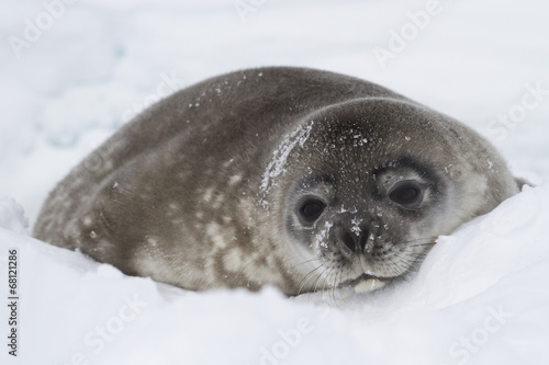 Weddell seal pup lying in the snow of winter in Antarctica