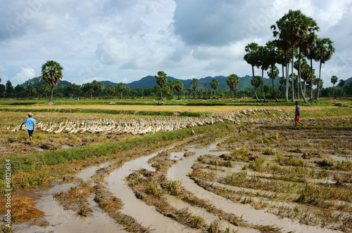 child labour graze duck on rice field