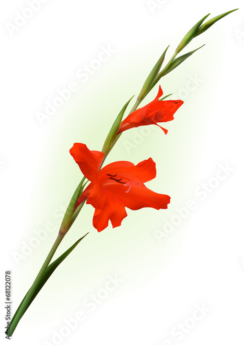 Fototapeta Naklejka Na Ścianę i Meble -  The red gladiolus flower