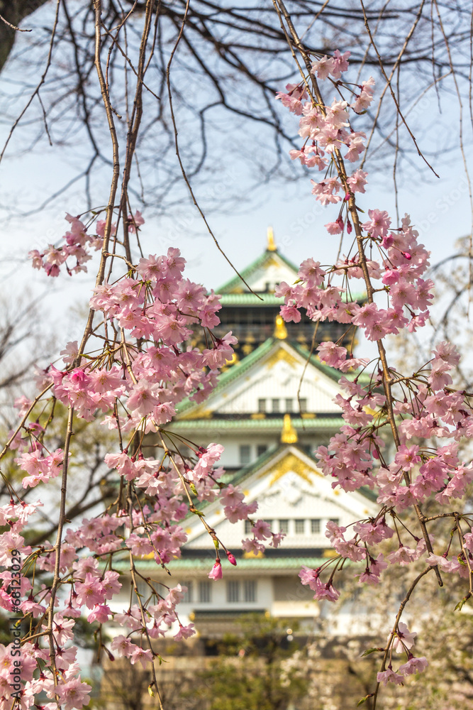 Cherry Blossoms in Osaka