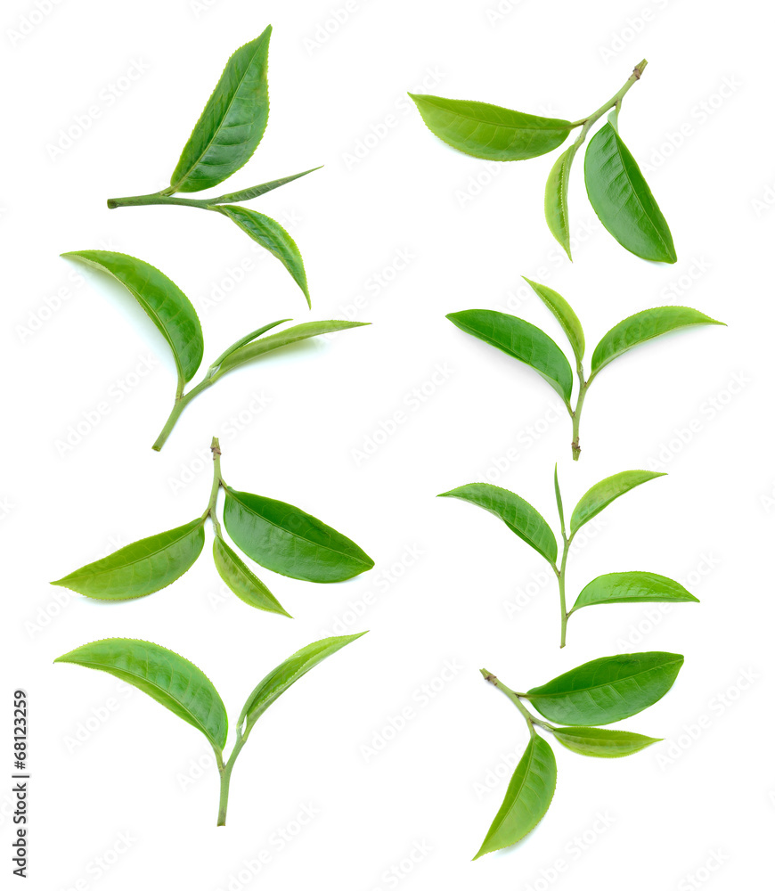 tea leaf isolated on white background tea leaf isolated on white background