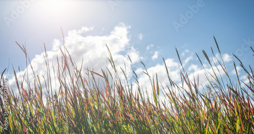 Grass in sunny day on blue sky