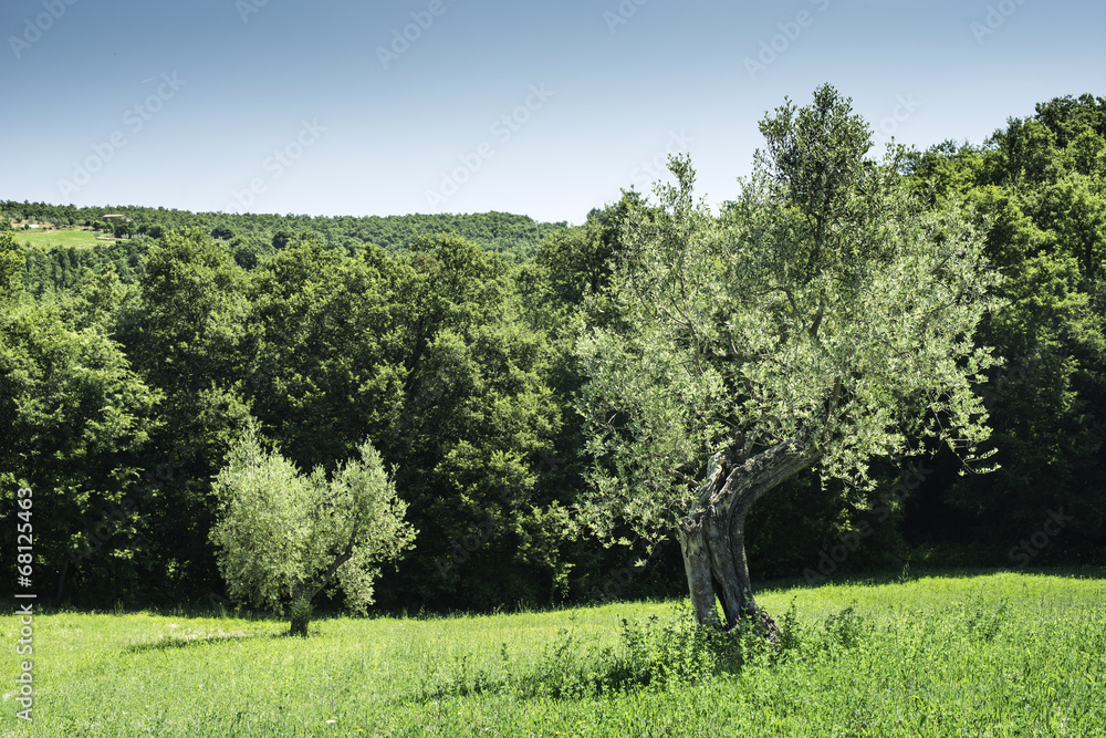 Fototapeta premium Olive trees in Italy