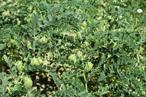 Chickpeas plantation