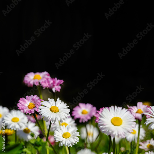 Fototapeta Naklejka Na Ścianę i Meble -  Marguerites over black
