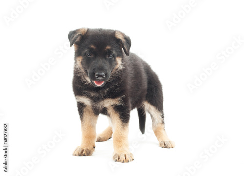 puppy with its tongue hanging out