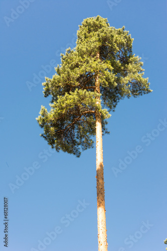 High pine trunks, lush crown and soft blue sky